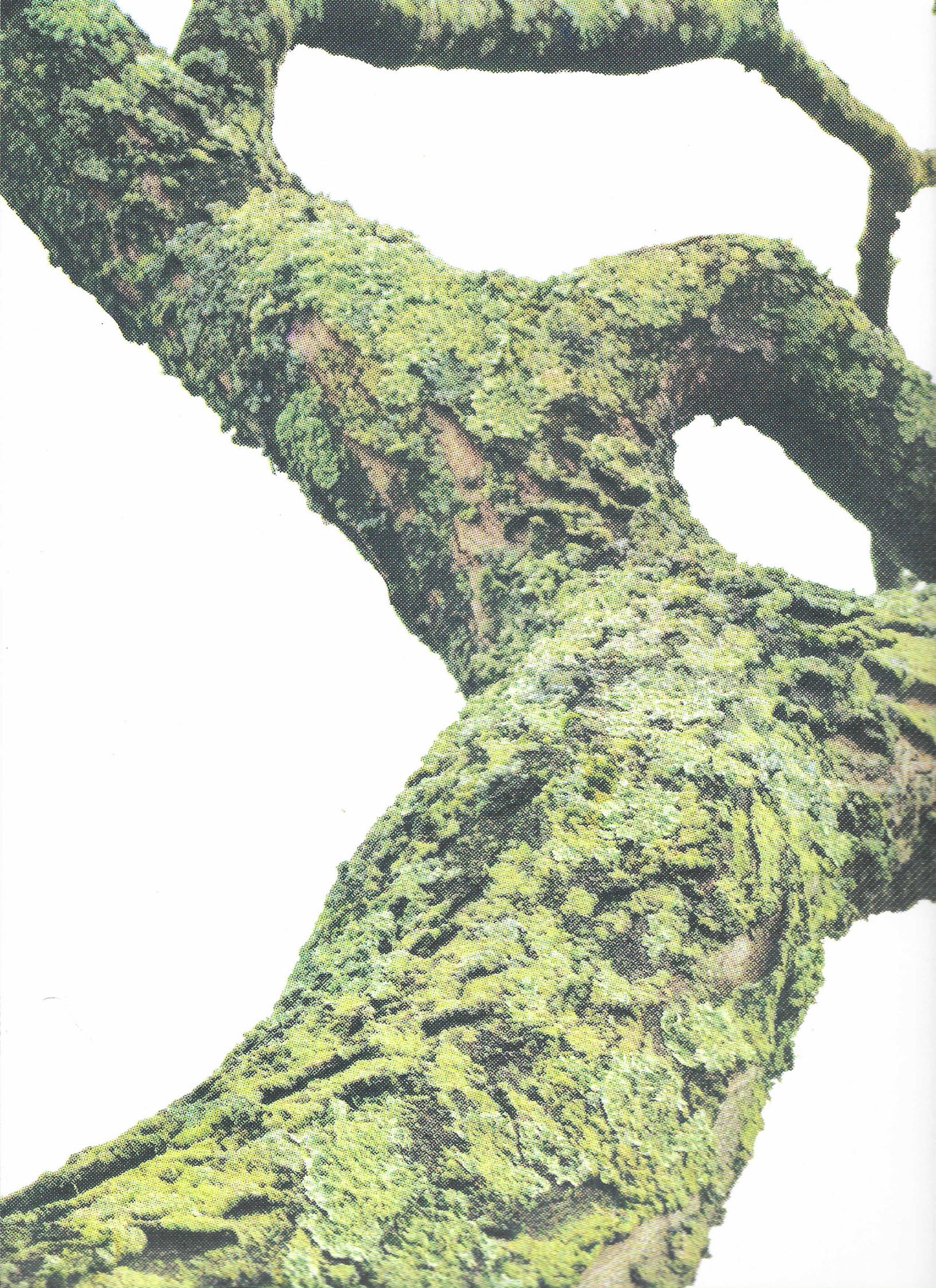 Gracie Korstjens, untitled (lichen study #10), screenprint, 2026
