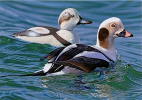 Long-Tailed Duck with Decoy, Joshua Spies