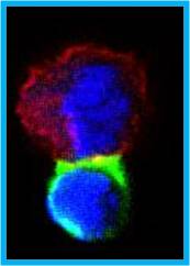 An example of an immune synapse