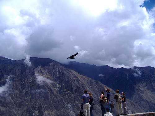 Condor