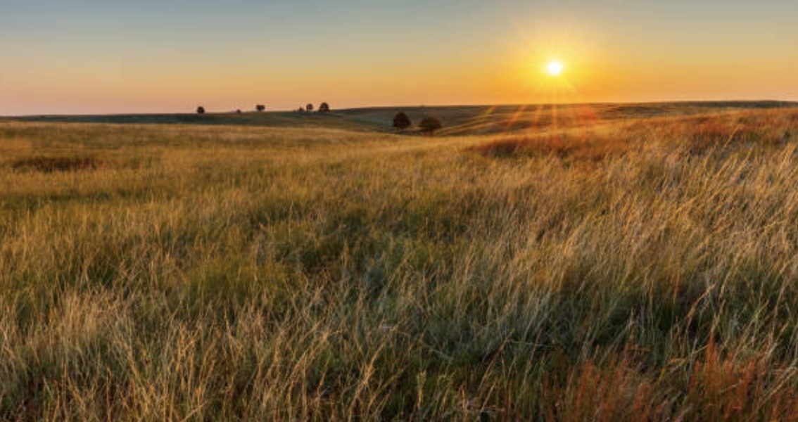 western prairie grass