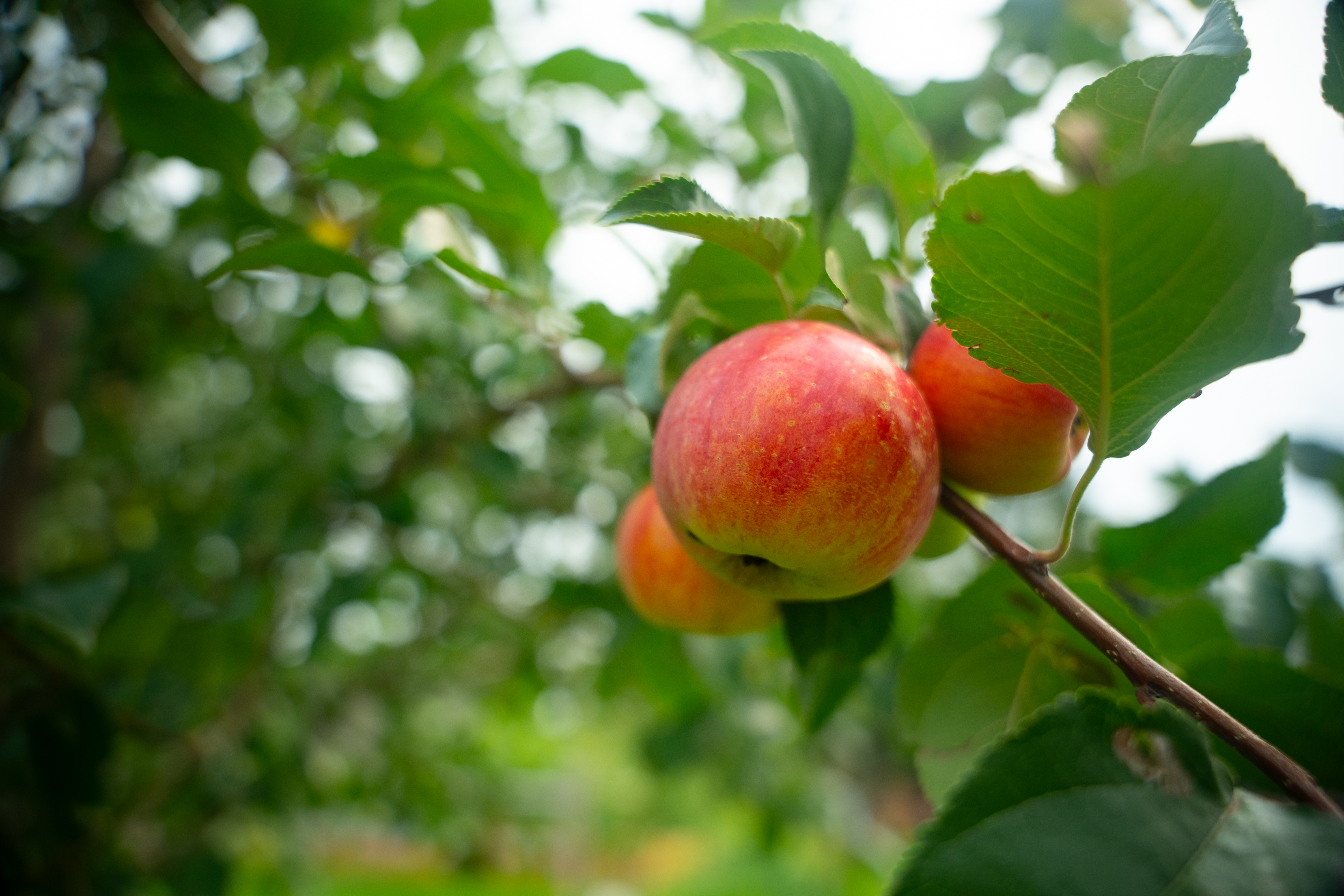 AU Apple Orchard