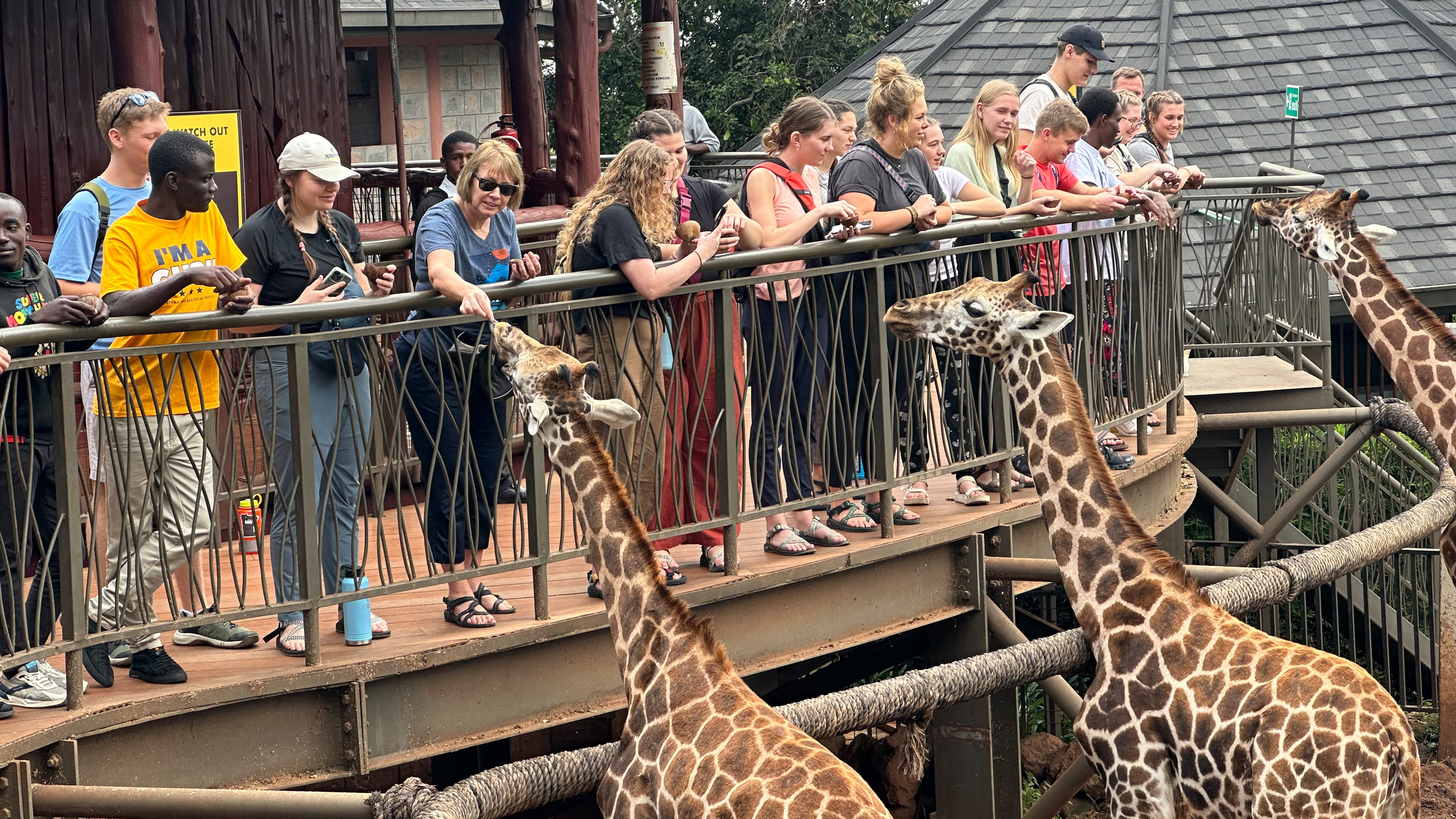 Giraffes in Kenya