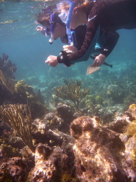 Student researchers scuba diving
