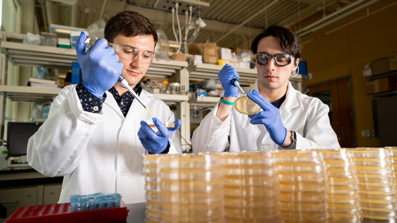 students using petri dishes