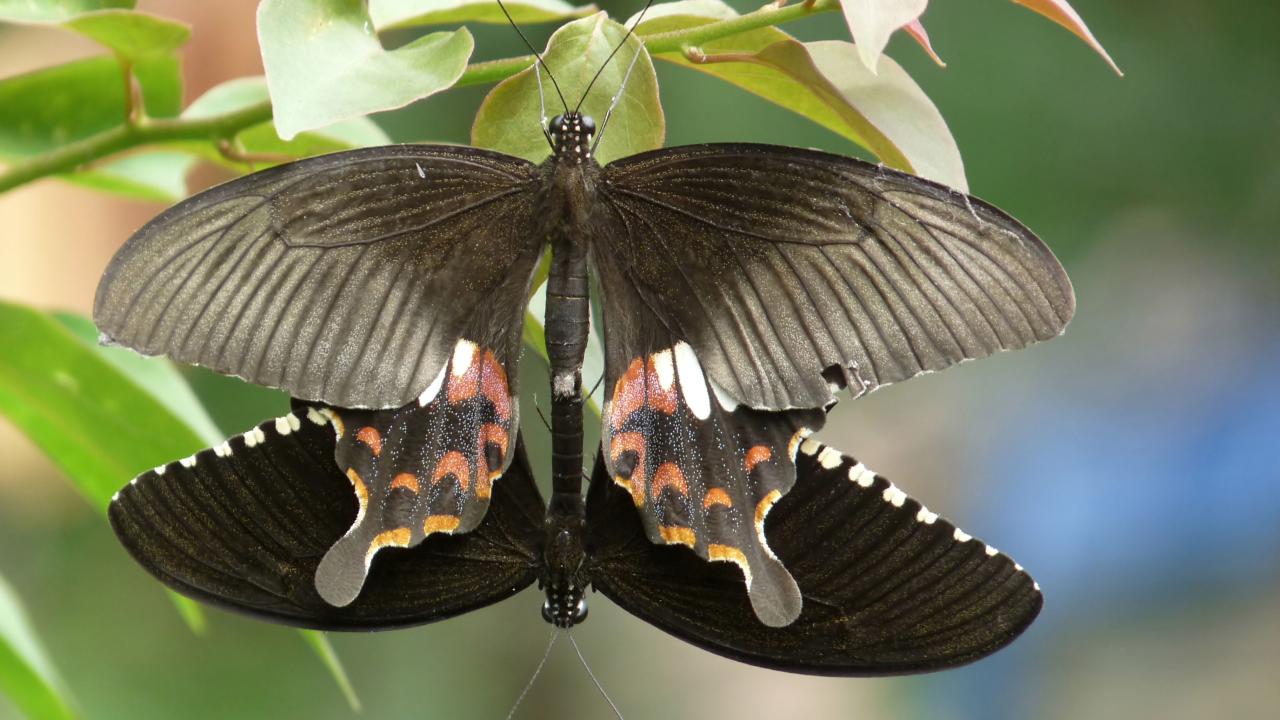 Papilio polytes butterlfy