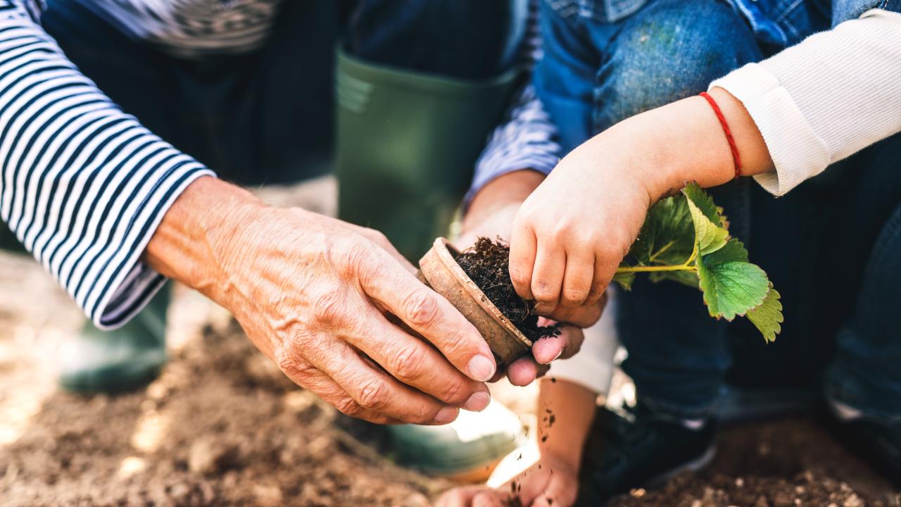 Grandpa and Grandchild potting a plant