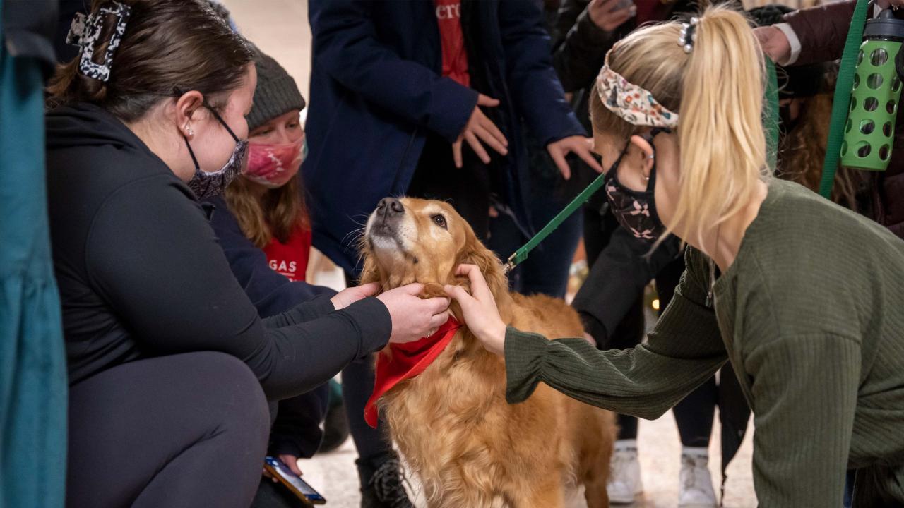 Semester Shutdown Therapy Dog