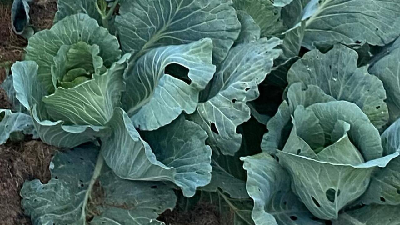 Gardens Produce Cabbage