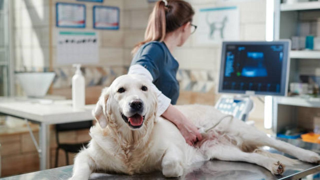 vet medicine stock photo