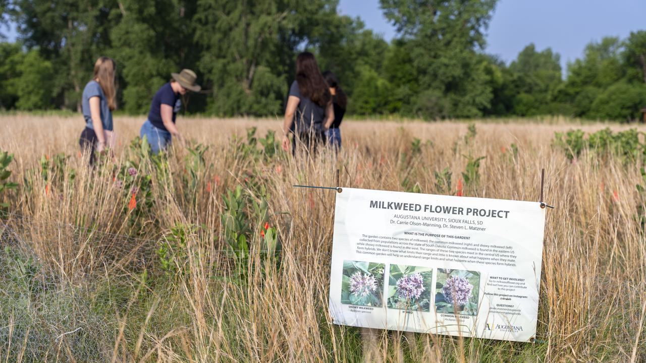 Milkweed Research