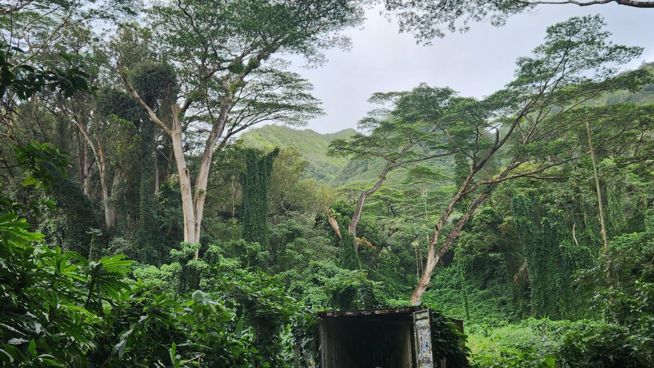 Madeline McDowell, Lost in the Jungle