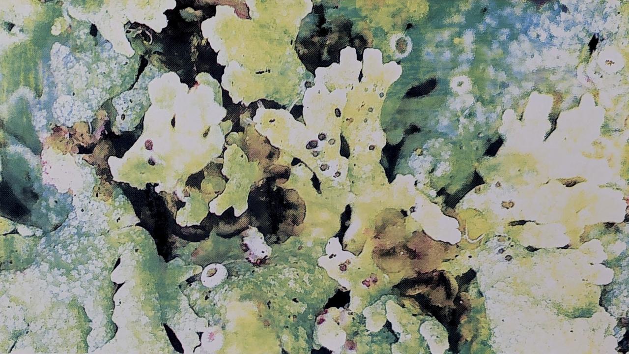 Gracie Korstjens, untitled (lichen study No. 12), screenprint, 2026