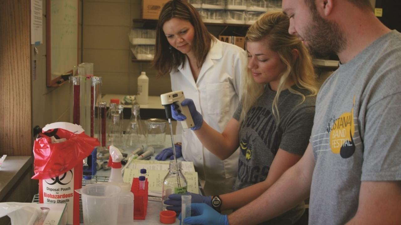 Dr. Gubbels and Augie students working in lab