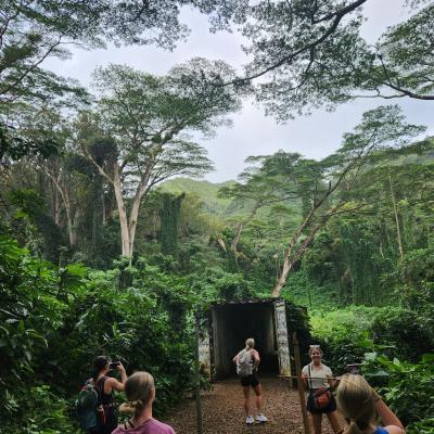 Madeline McDowell, Lost in the Jungle