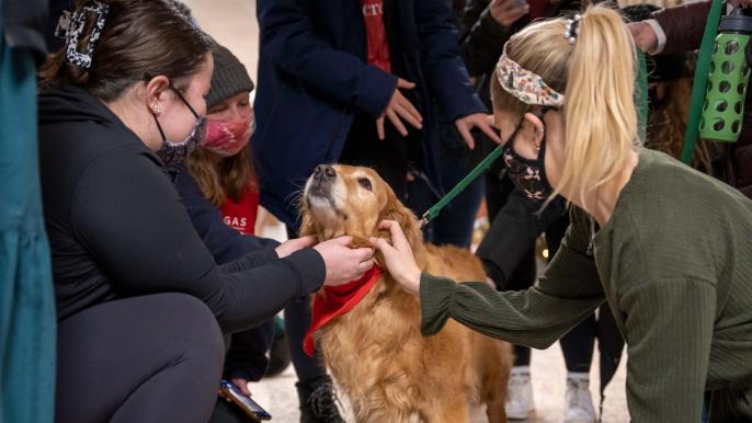 Semester Shutdown Therapy Dog