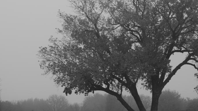  Jaxon Sheaffer, “Misty Tree,” photography, Fall 2024