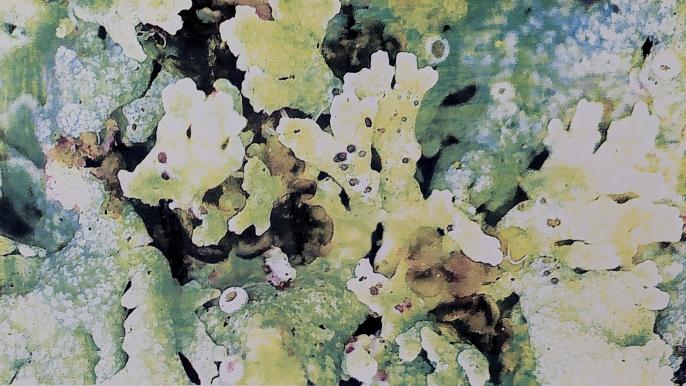 Gracie Korstjens, untitled (lichen study No. 12), screenprint, 2026