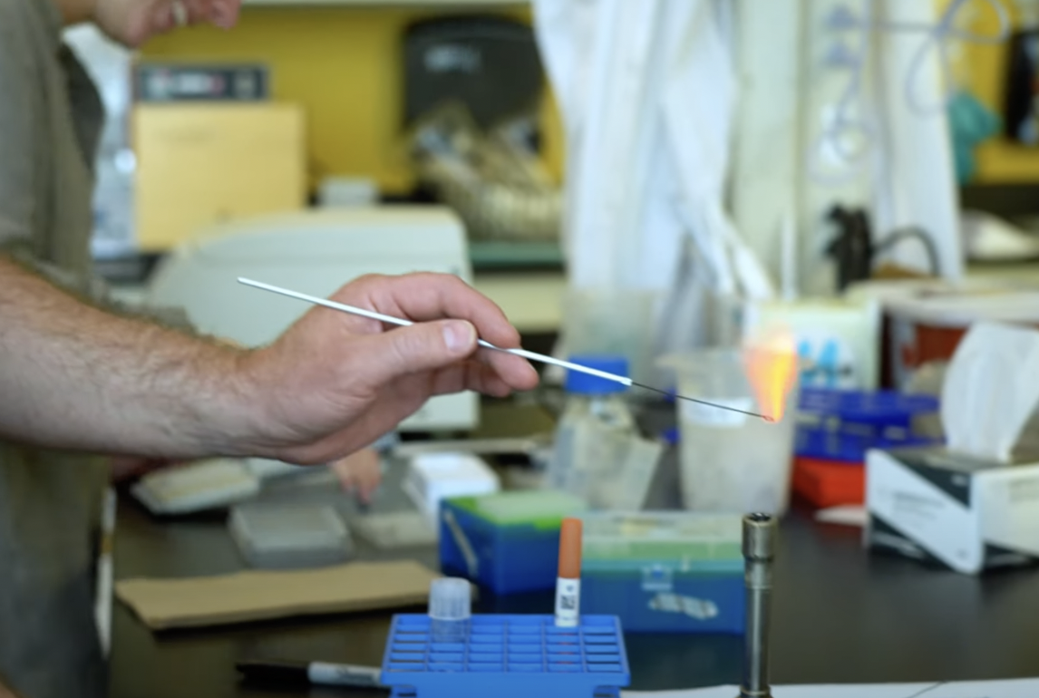 Biology at AU