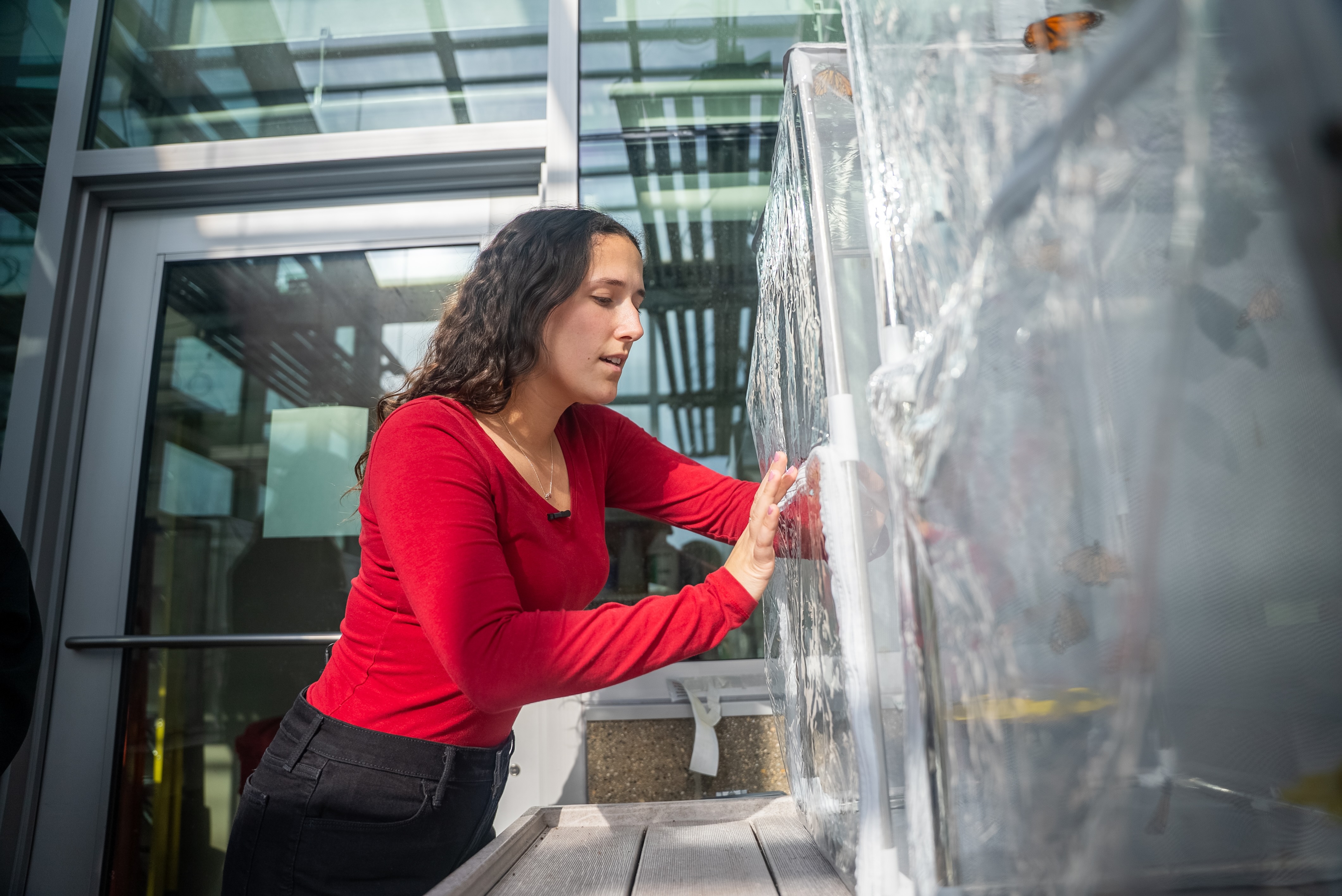 Research at AU: Milked Plants &amp; Monarch Butterflies